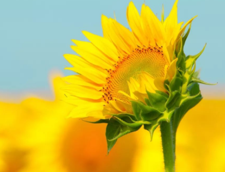 人走着走着就散了，回忆也就淡了