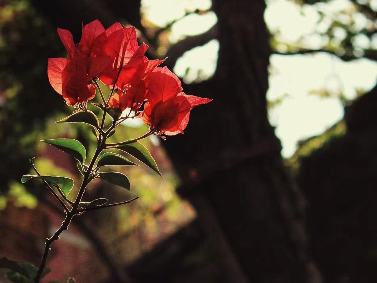 超越柏拉图式恋爱：重新定义当代恋爱观