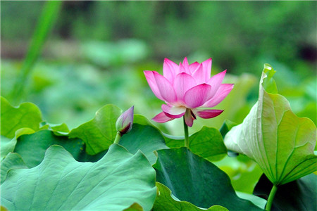 测出你的花型性格