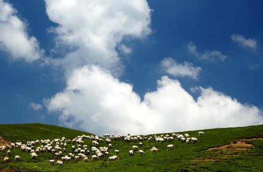 羊群效应是什么