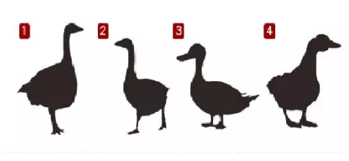 下面哪张图片是鹅呢？测你独特的性格特征