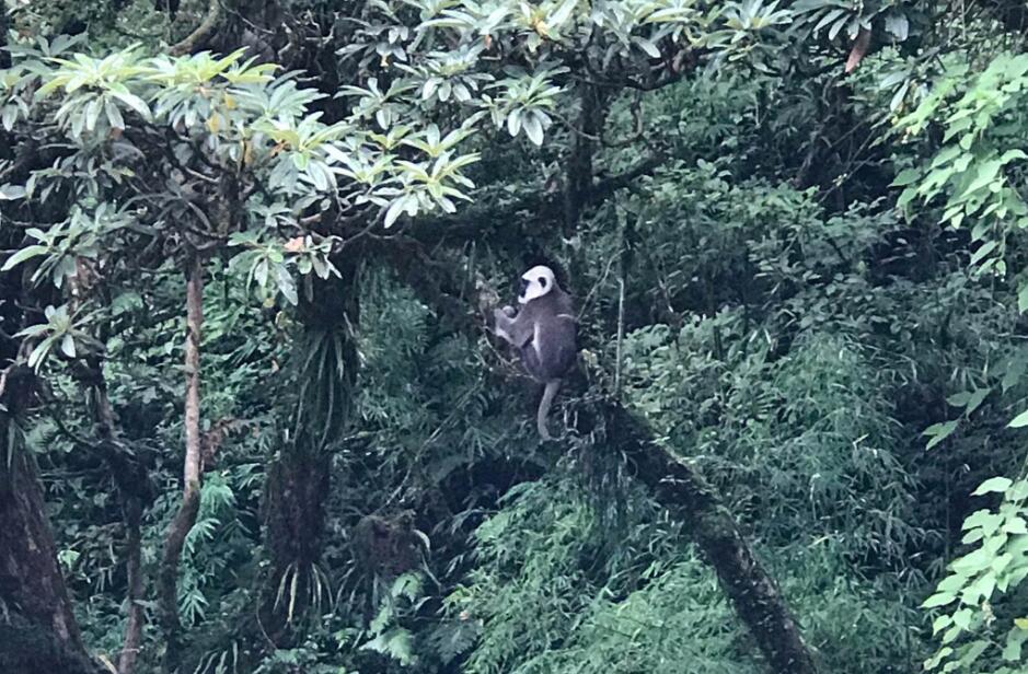 喜马拉雅山的猴子、人类思维的不可控制性