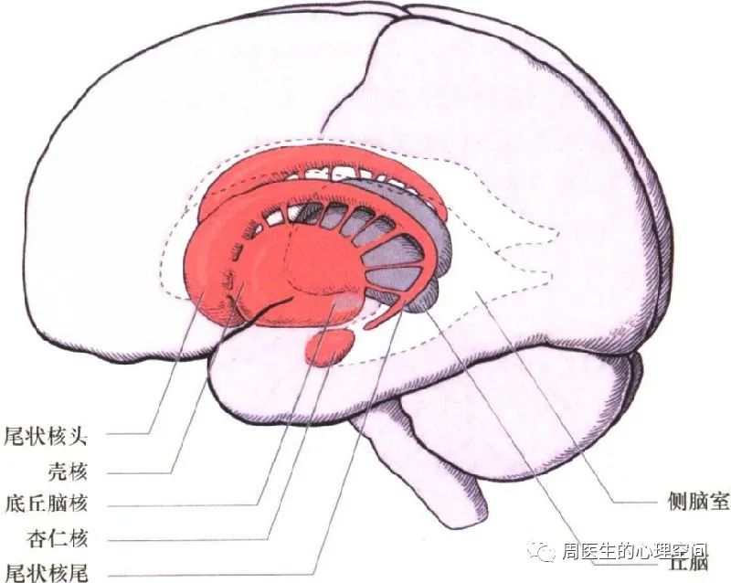 人为什么喜欢看八卦，是什么心理原因？