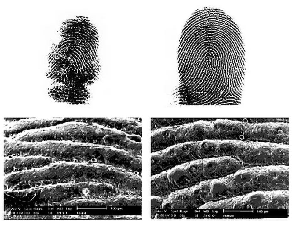 你的指纹里，竟然藏了这么多秘密？