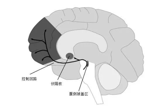 为什么有想要的冲动 ，却没有喜欢的感觉？