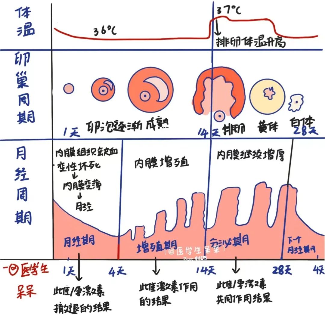 女性体内的激素水平直接影响她们的消费决策