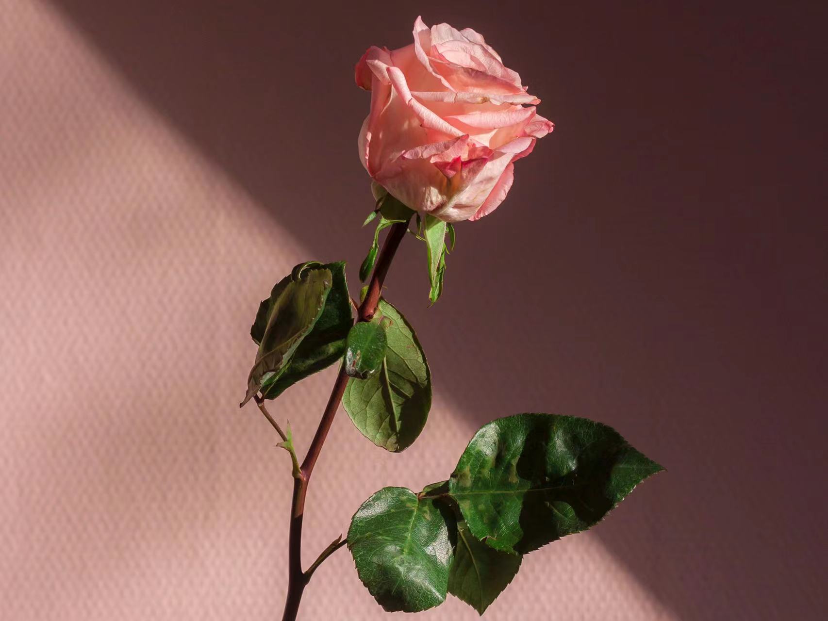 理解粉色玫瑰花语，用粉色玫瑰传达你的情感