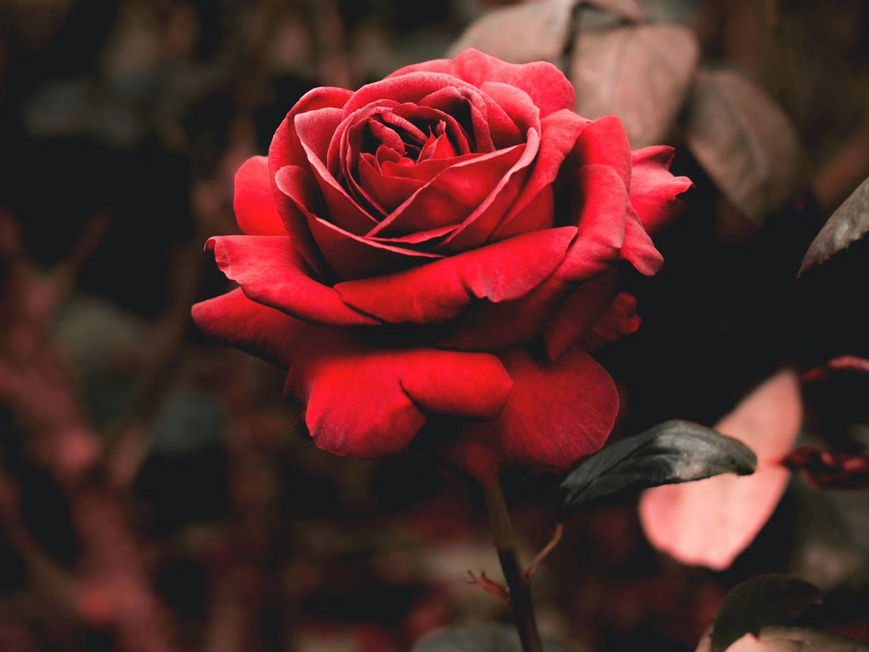 爱情信物：解读红玫瑰的花语