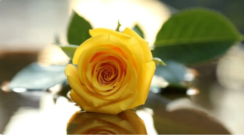  黄色玫瑰花语 寓意温馨、友好和感恩